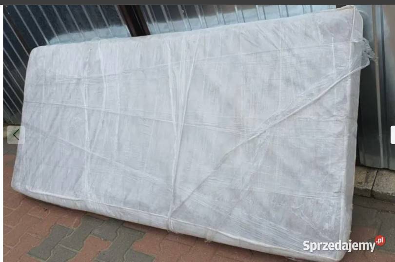 Chihuahua pies Częstochowa