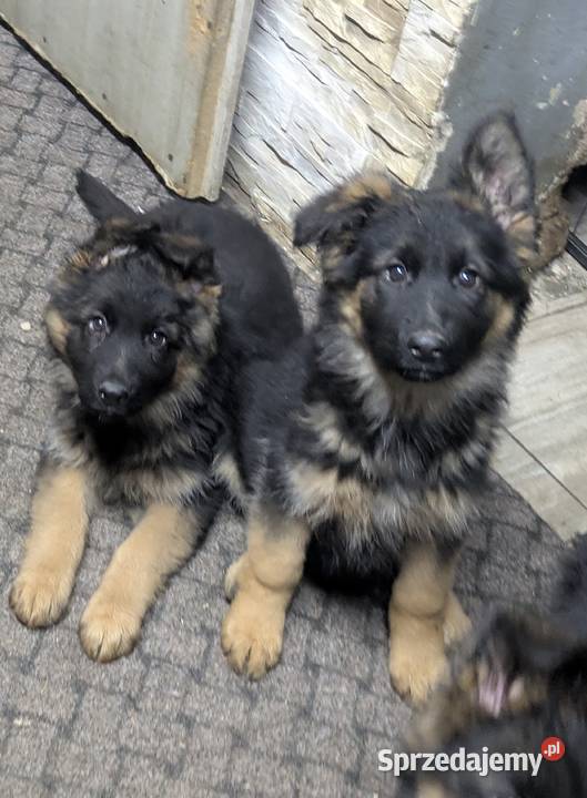 Owczarek niemiecki długowłosy Wołów