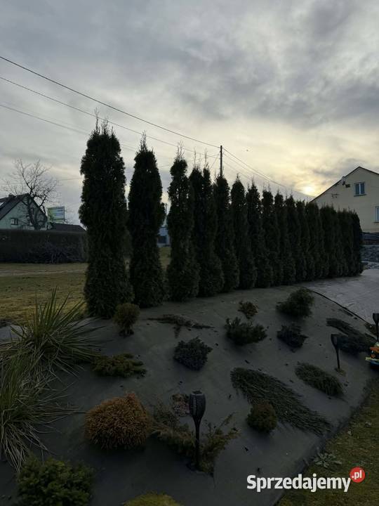 Tuje szmaragd 2 metry kopane z gruntu Iglaste Sieklówka
