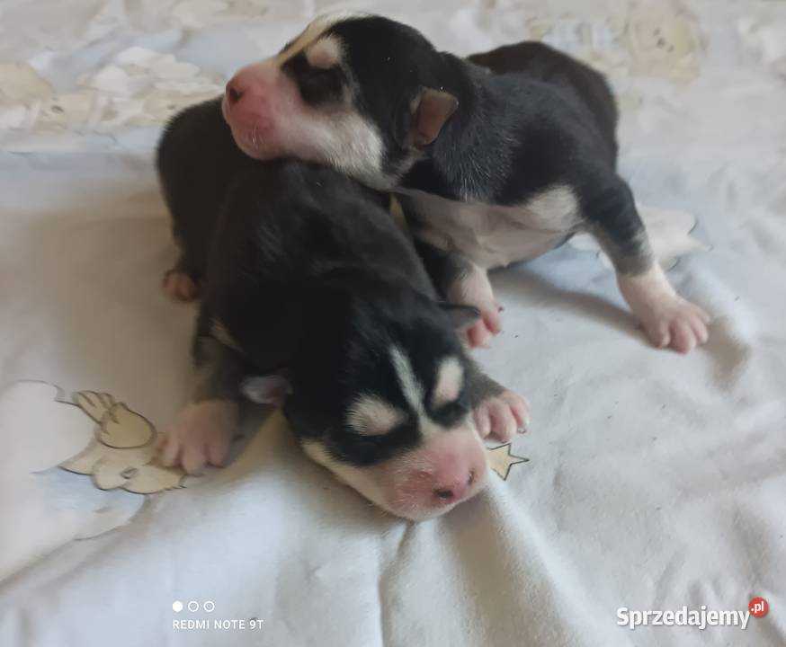 Szczeniaczki Siberian husky z elitarnym