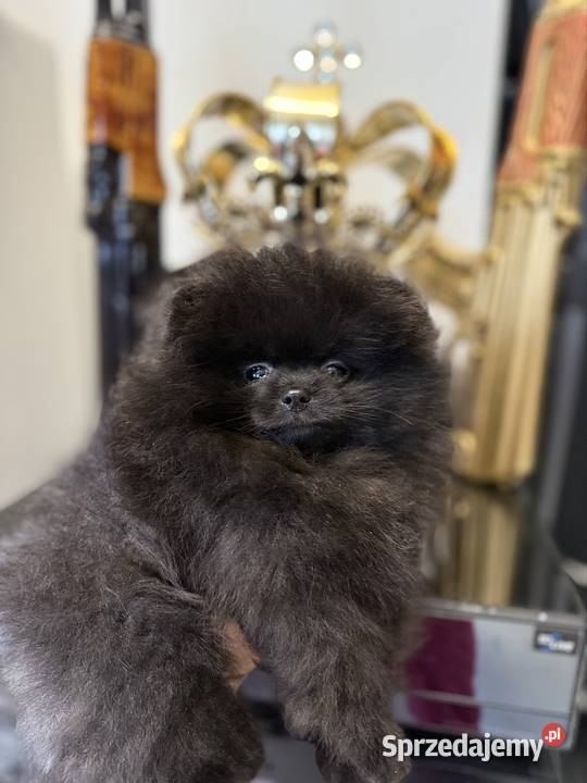 Szpic miniaturowy Pomeranian suczka sprzedam
