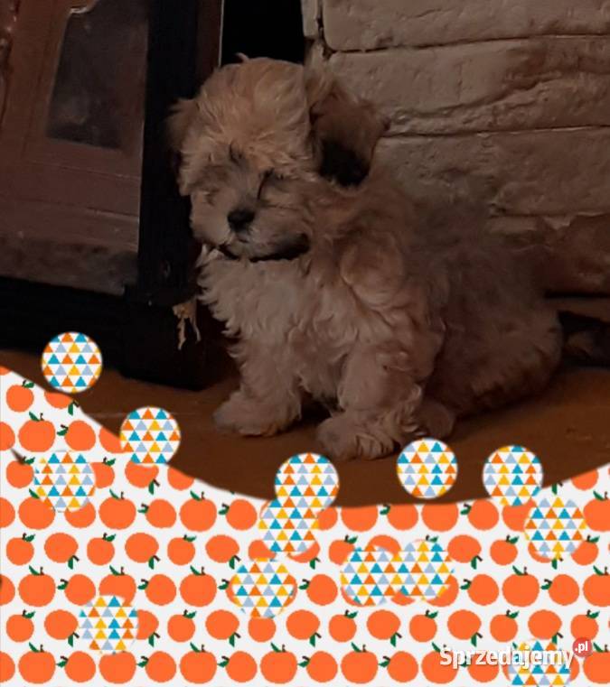 Malshi maltanczyk shih tzu śląskie Rydułtowy sprzedam