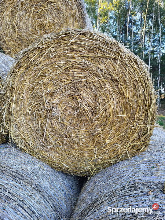 Słoma w balotach 120x120 Przyrów sprzedam
