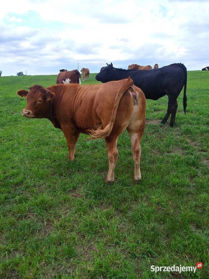 4 jałówki 100 LM Limousine Warszkowo sprzedam