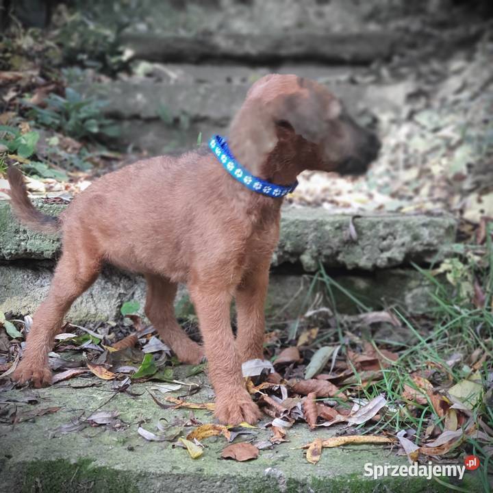 Terier irlandzki Klonowo Dolne