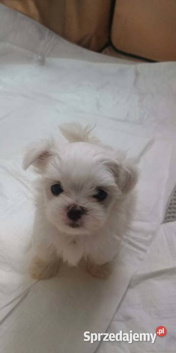 Maltańczyk FCI Rezerwacja Ropczyce sprzedam