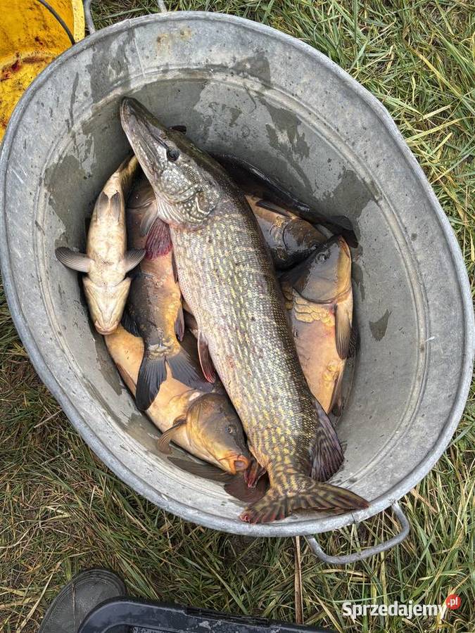 RYBY karpie amury tołpygi szczupaki Ryby Waliły-Dwór