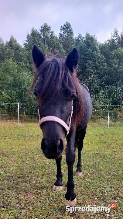 Kucyk wałach Kraków