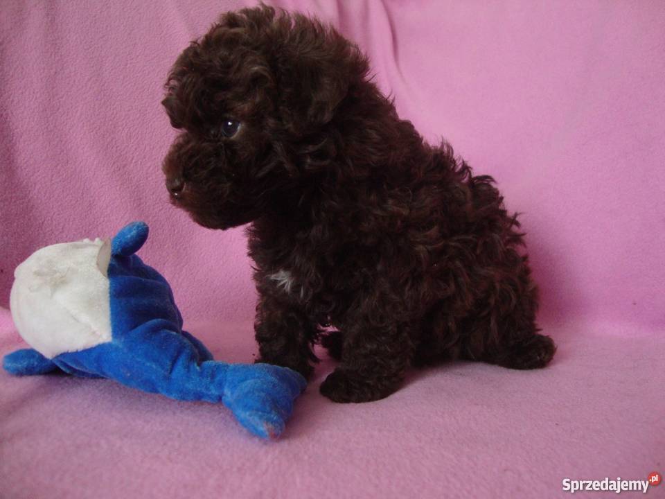 bolończyk kolorowy piesek czekoladowy Kościan