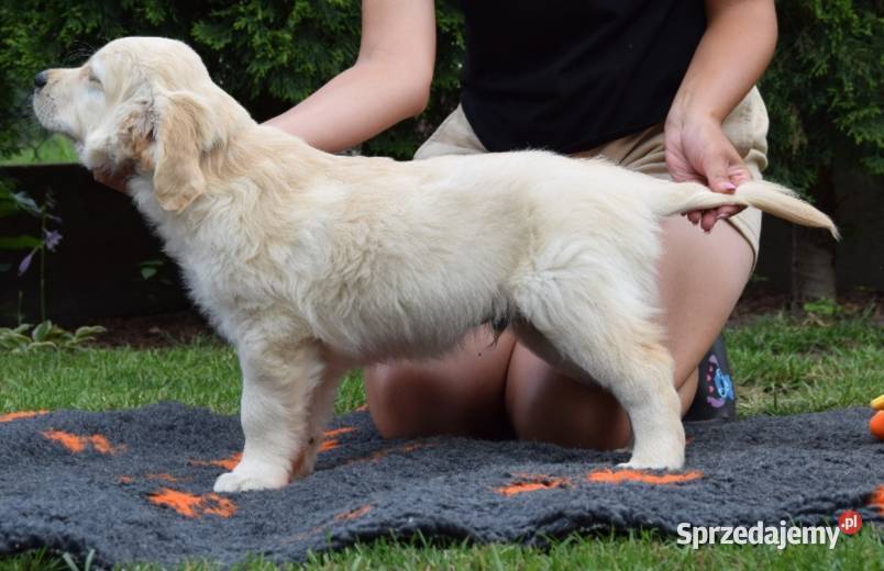Golden retriever szczenięta ZKWP FCI Łochów