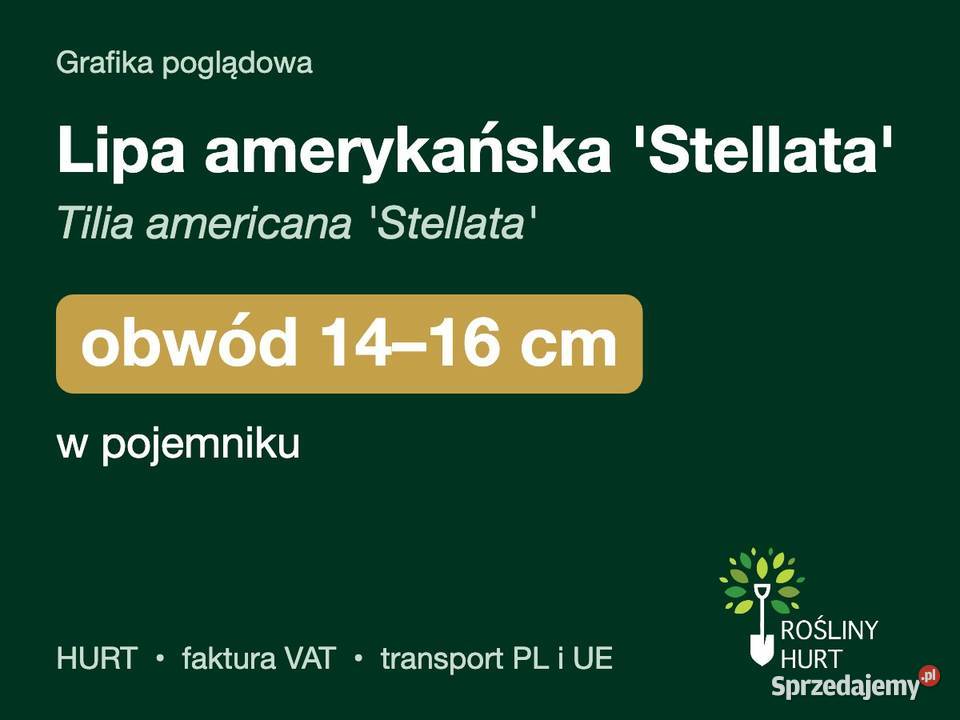 Lipa amerykańska Stellata obwód 1416 w pojemniku Liściaste
