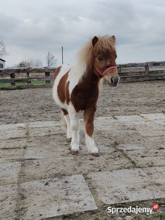 Kuc szetlandzki łódzkie Rokiciny sprzedam