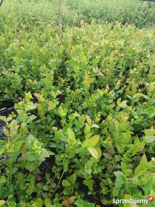 Borówka Amerykańska SADZONKI 2lata Bluecrop i Lublin sprzedam