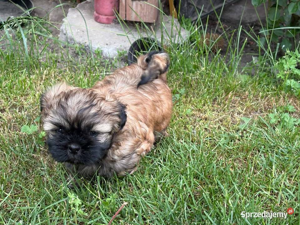 Złoty Shih tzu z rodowodem Wróblew sprzedam