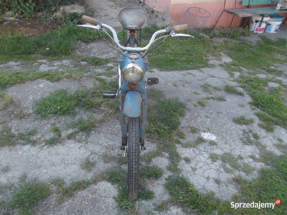 komar sztywniak 1234km dolnośląskie