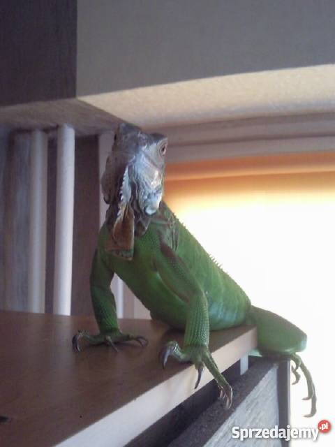 sprzedam legwana zielonego z terrarium Bełchatów
