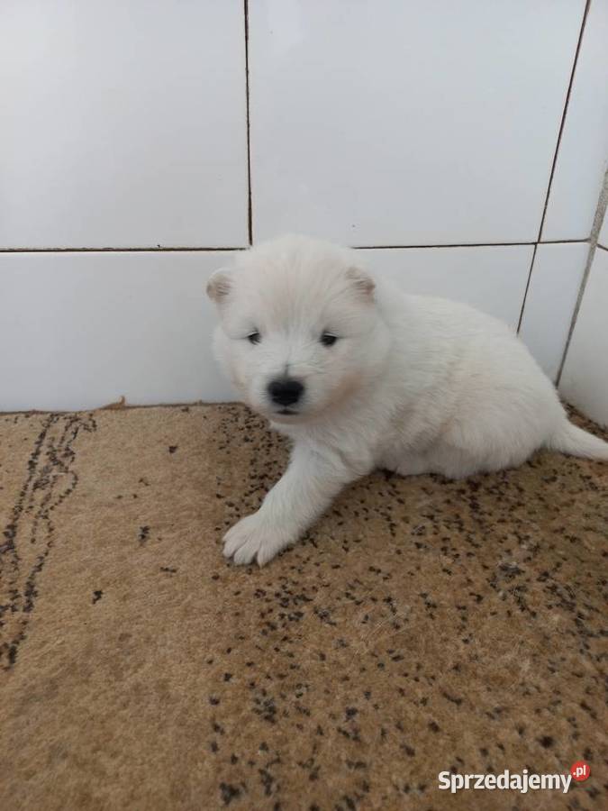 Szczenięta Samoyed Pabianice