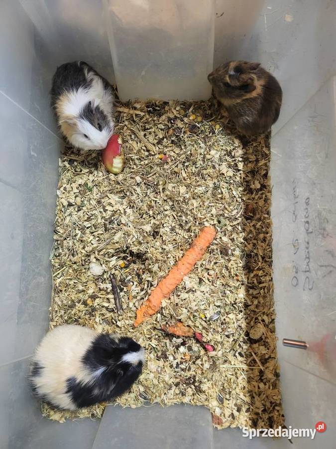 Świnki morska samiczka młodziutka Wrocław