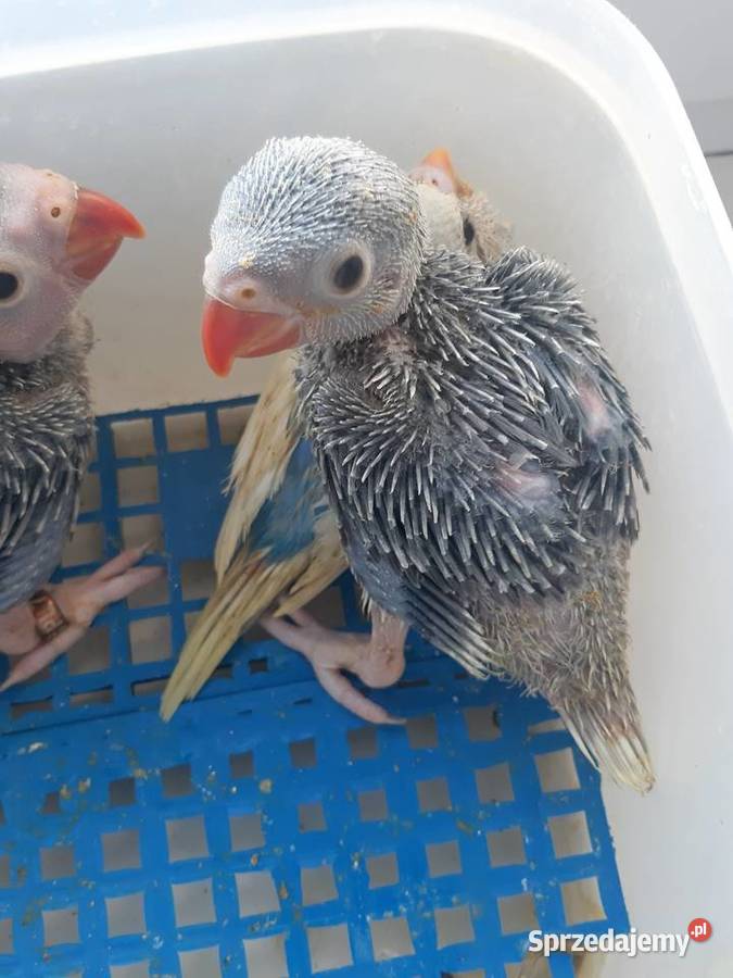 Aleksandretty pupil domowy wielkopolskie Złotów