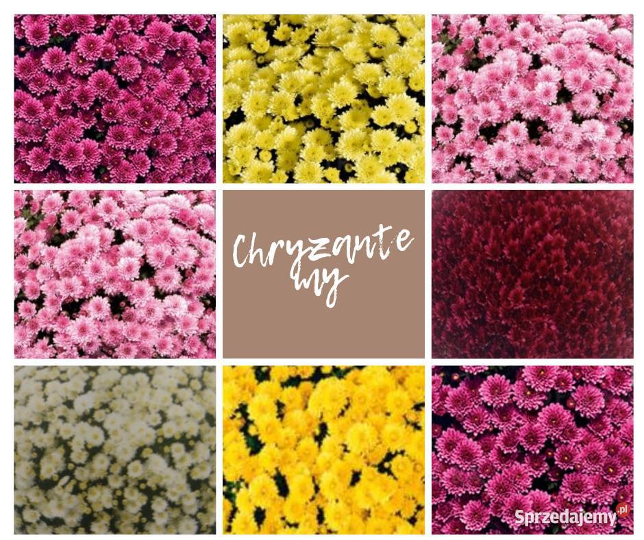 Chryzantemy podlaskie Klukowo