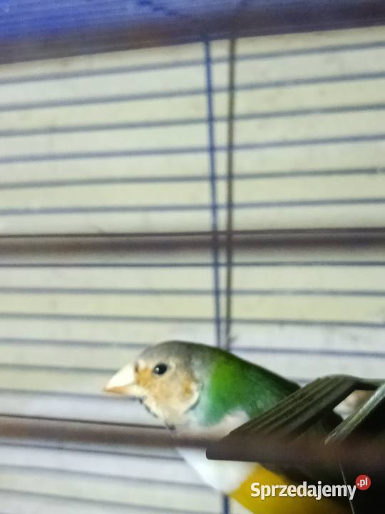 Sprzedam papugi z zdjęcia wielkopolskie Pleszew