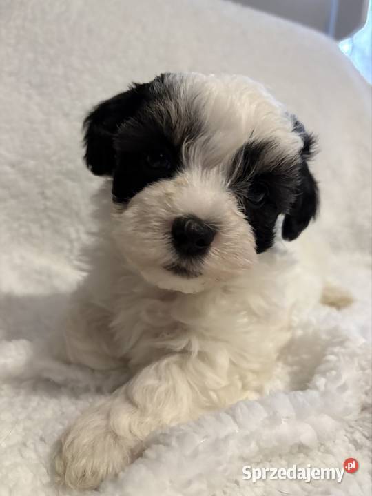 Do Rezerwacji Szczenięta Morkie wielkopolskie Konin