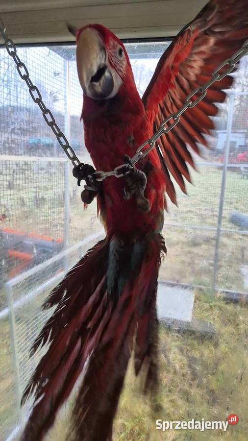 Ara Chloroptera samce 2025 Jaworzno