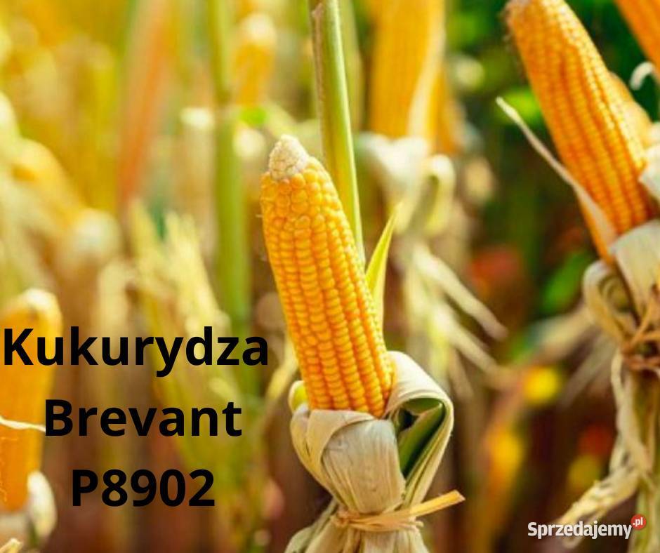 Nasiona kukurydzy Brevant P8902 Jerwonice