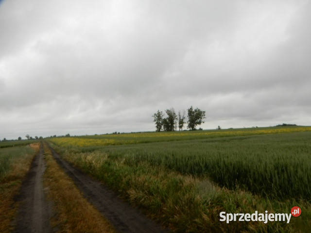 Syndyk sprzeda udział 18 Oborzany działki 240 Sprzedaż sprzedam