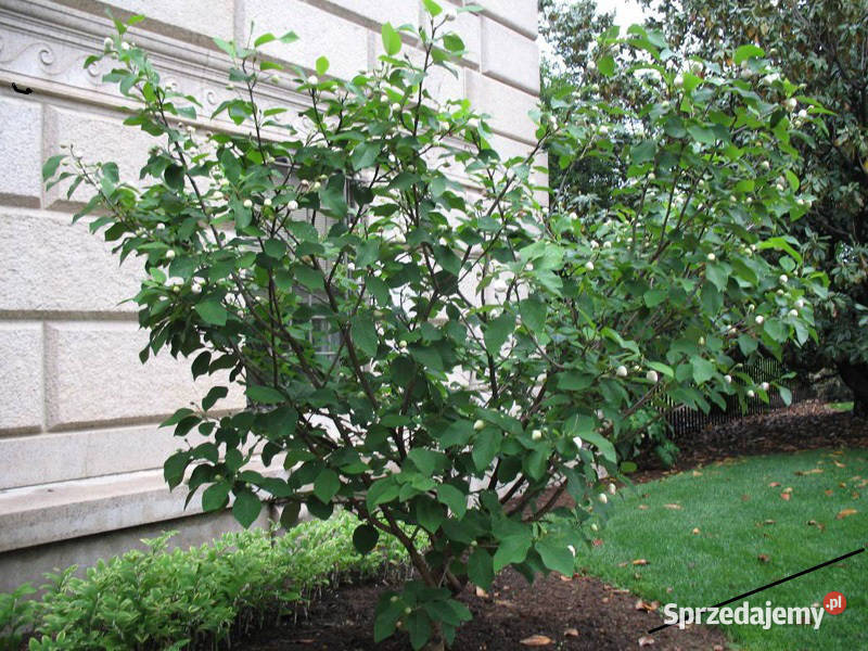 MAGNOLIA SIEBOLDA Magnolia sieboldii NASIONA 60