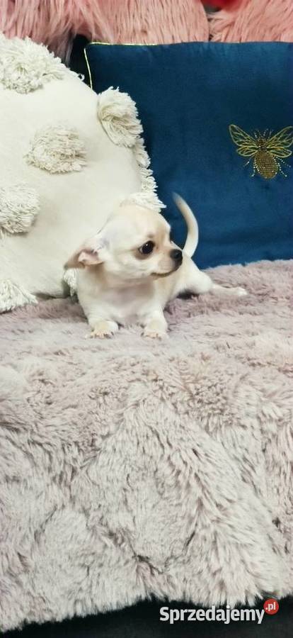 Gotowa Do Odbioru Przepiękna Dziewczynka Ciszkowo sprzedam