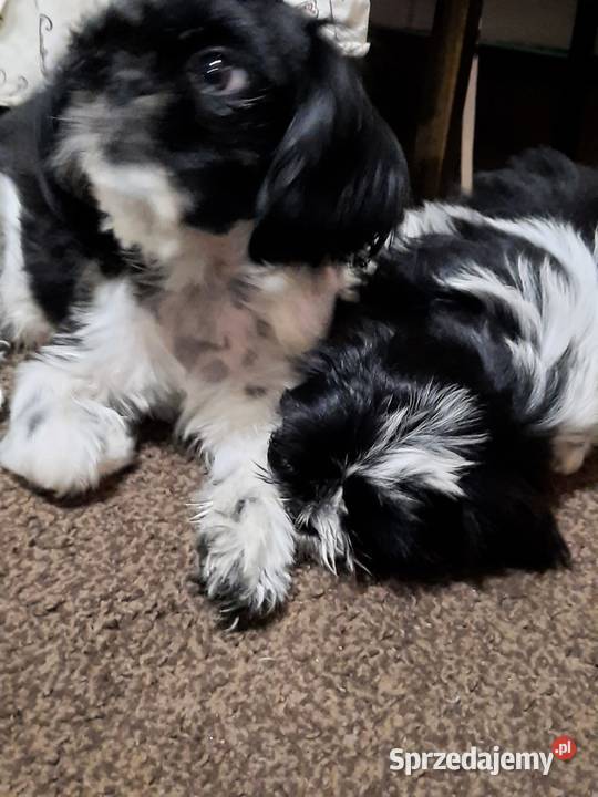 Szczeniaczki Shih tzu Shih Tzu