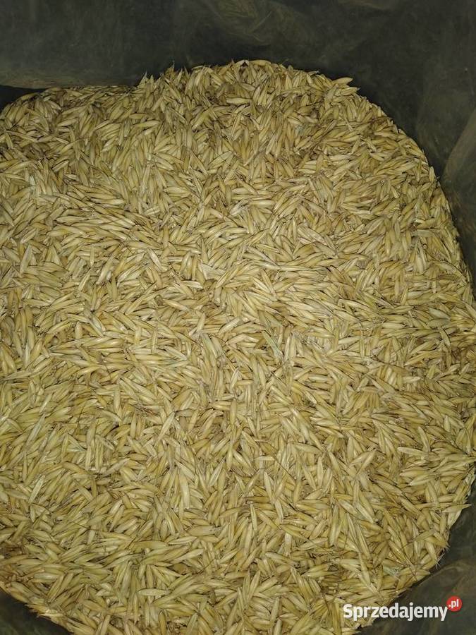 Jęczmień dolnośląskie Miękinia