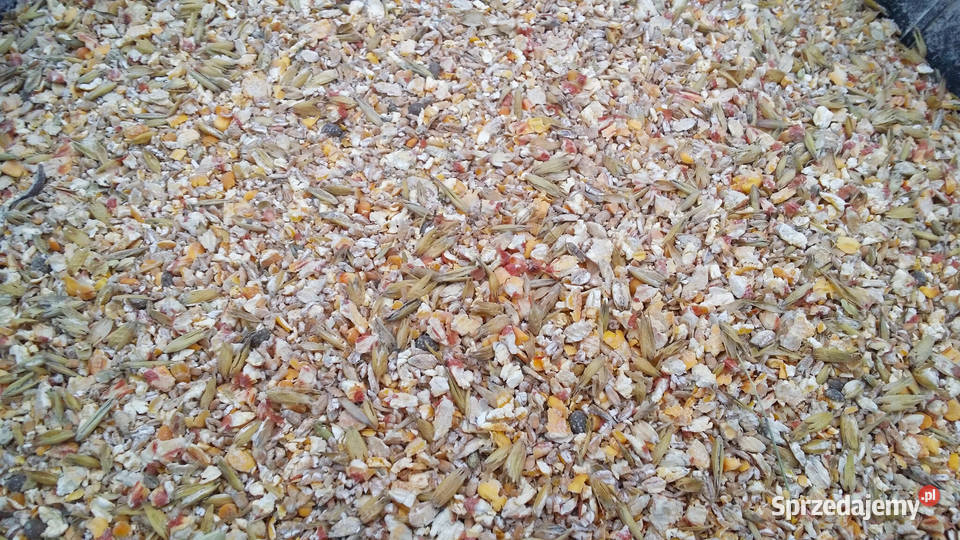 Pasza kur niosek naturalna gnieciona karma Jodłownik