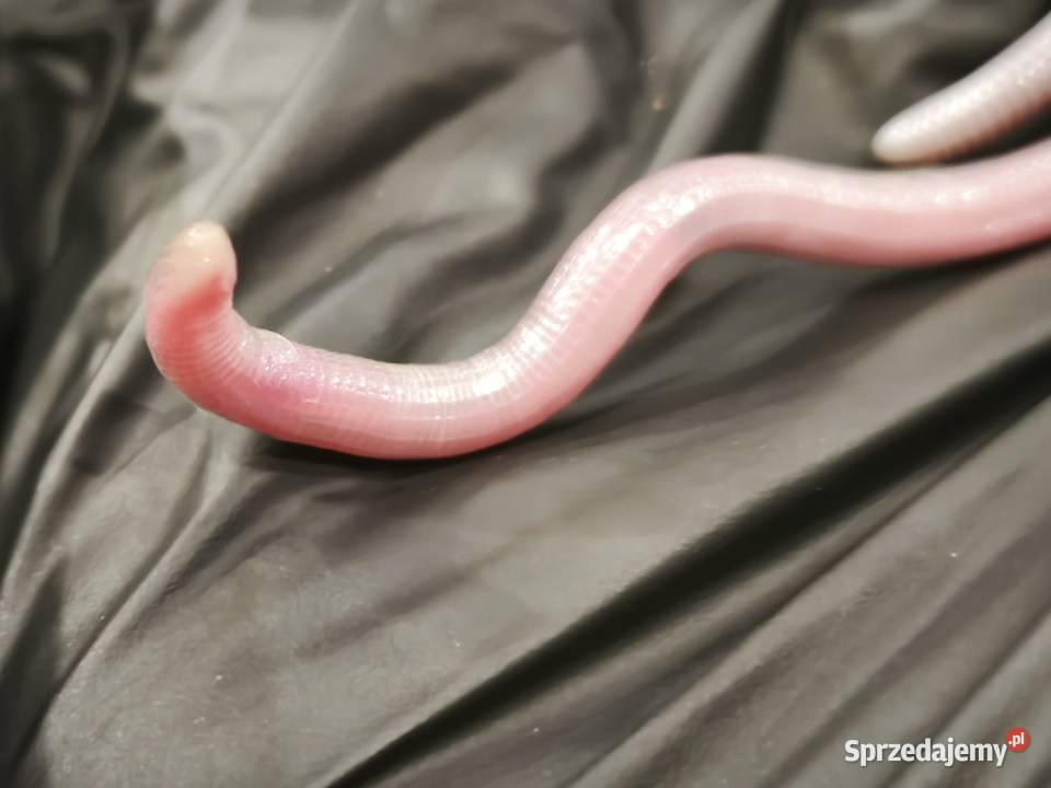 blanus sp blind snake slepucha młody osobnik