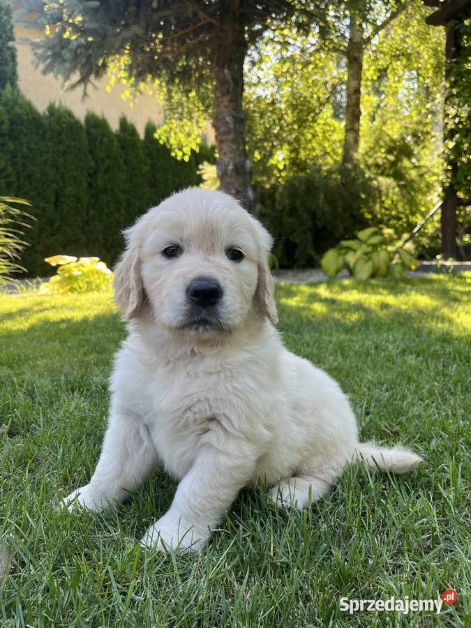 Pies Golden Retriever FCI ZKwP Wilkołaz Pierwszy sprzedam