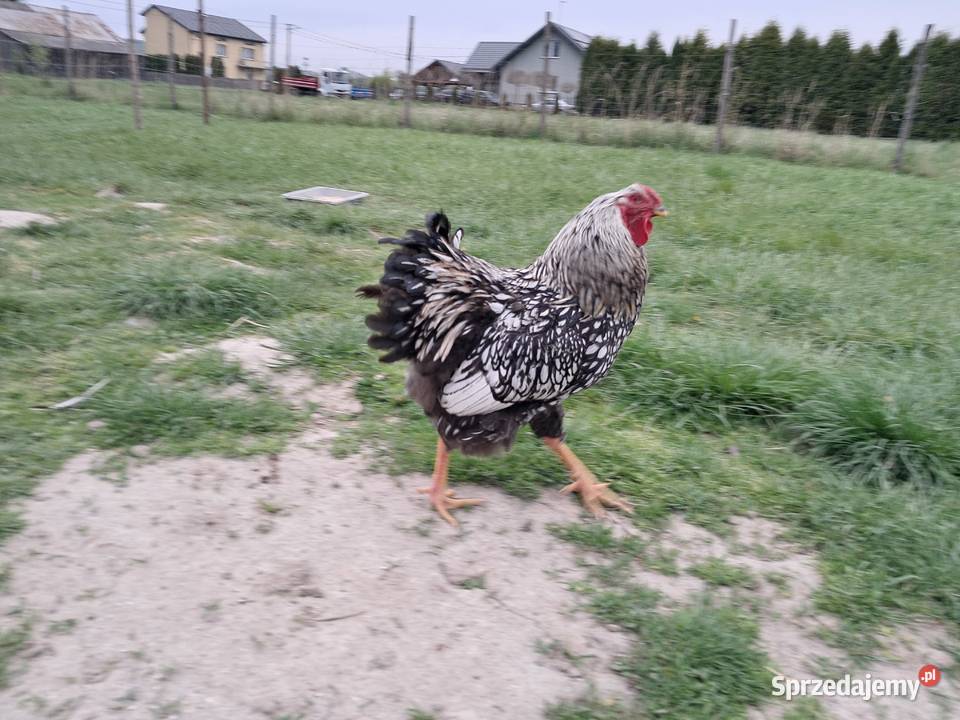 Jaja legowe Wyandotte Mix złota i srebno łuska