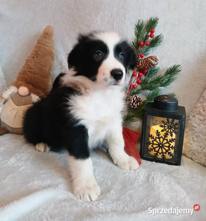 Border collie szczenięta Pozostałe Grudziądz