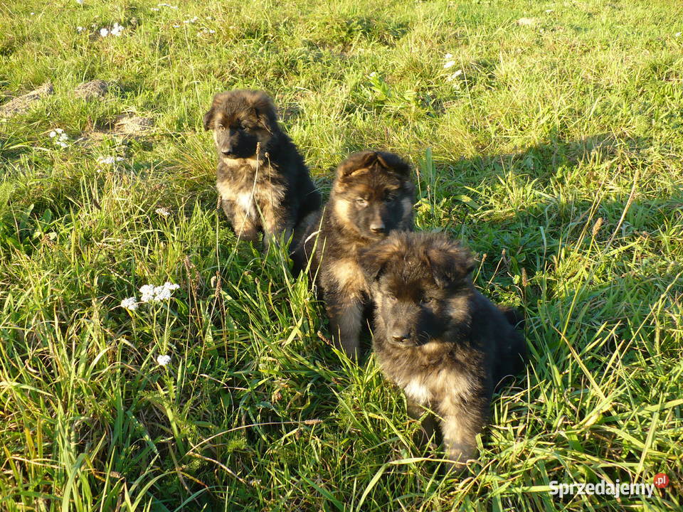 Owczarek Niemiecki Długowłosy Bachórzec
