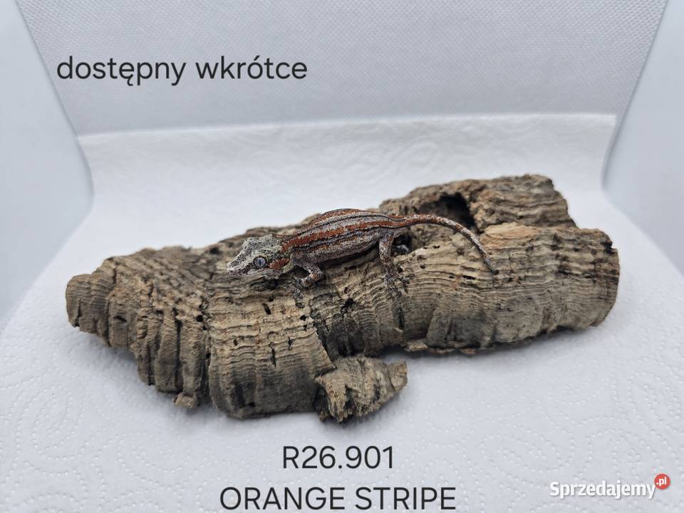 Gekon gargulcowy śląskie Zawiercie