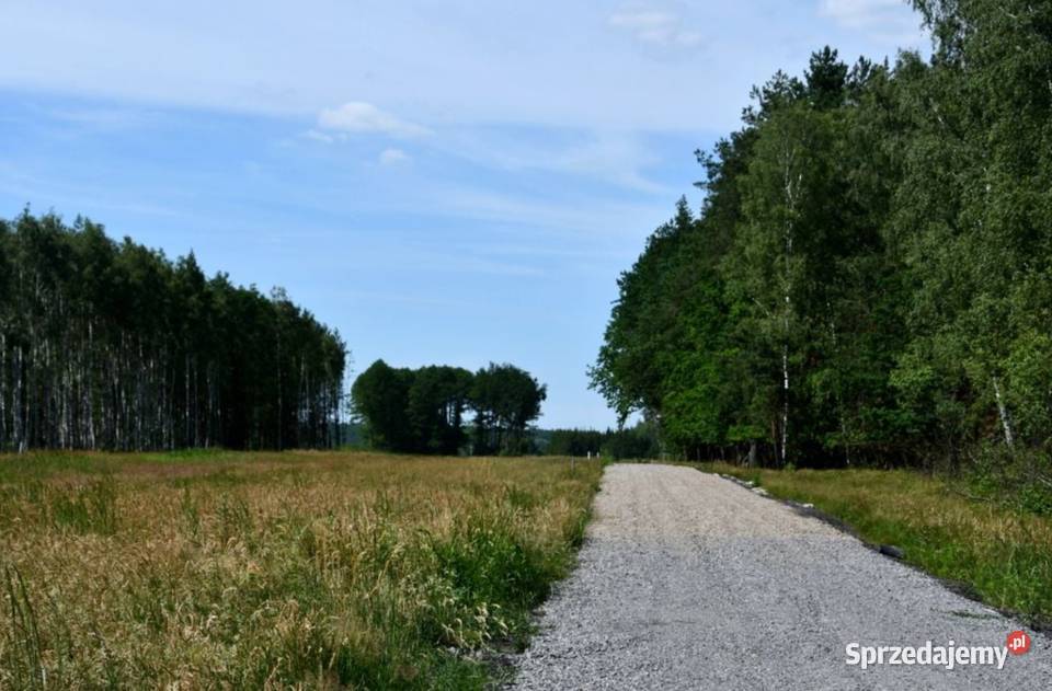 Działki 10a pod lasem Widełka sprzedam