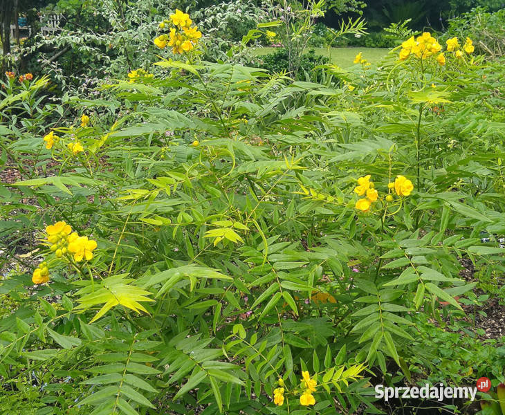 CASSIA OCCIDENTALIS Cassia occidentalis NASIONA kujawsko-pomorskie Lubanie