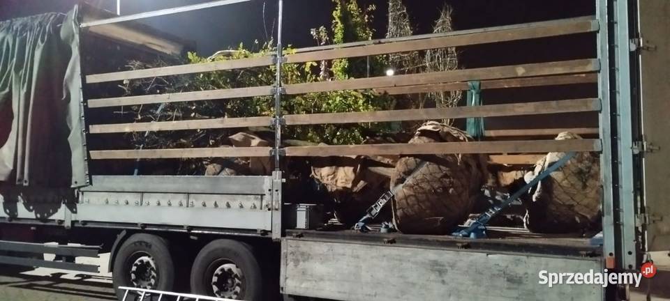 Sadzonki ozdobne iglaste liściaste Tychy sprzedam
