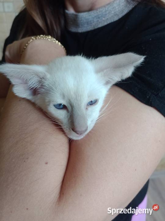 Kotka syjamska orientalna rodowód FPL Pozostałe