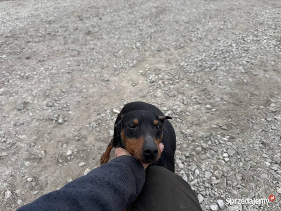 Pinczer potężny 65 krycie Radom