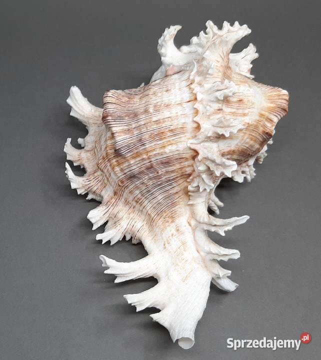 Muszla Rozkolec 2 ciemny Lublin