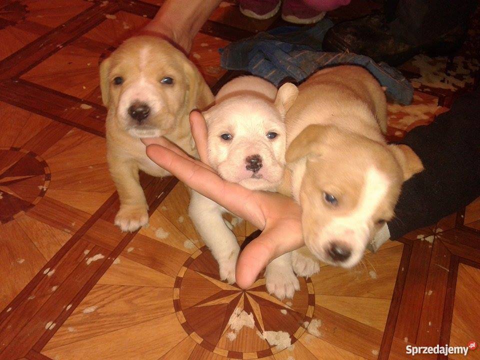 sprzedam Beagle Tarnów