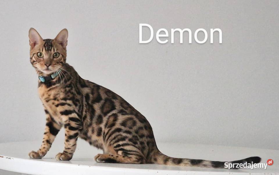 Kot bengalski DEMON Bengalski Konin