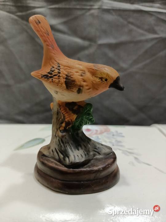 Ptak ptaszek Wren brązowy Zamość