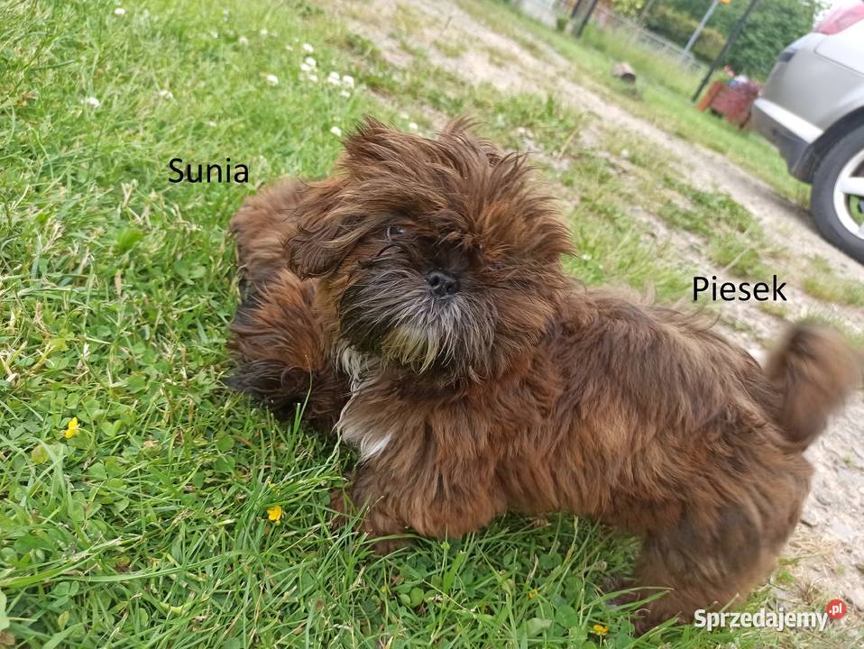 Psiaki z domowej hodowli Nosów-Kolonie